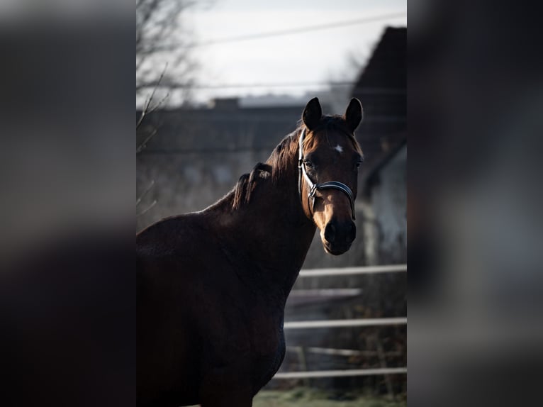 Austrian Warmblood Gelding 3 years 16,1 hh Brown in Bad Schwanberg