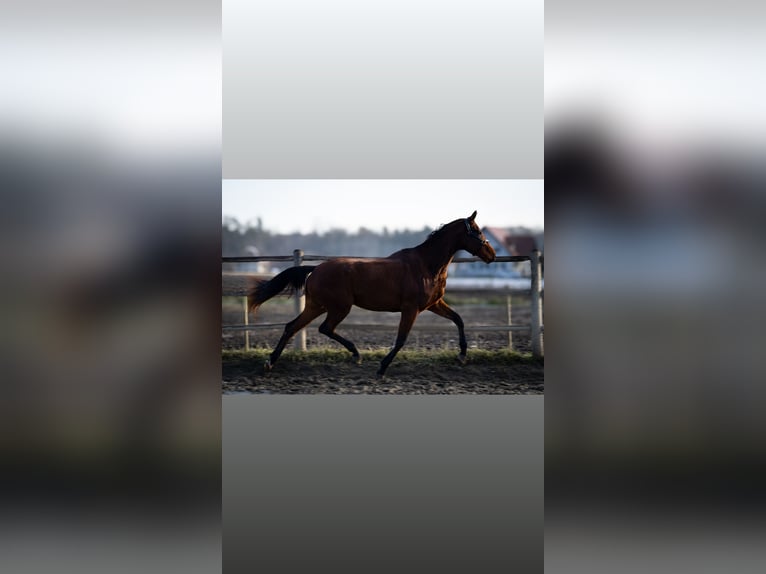 Austrian Warmblood Gelding 3 years 16,1 hh Brown in Bad Schwanberg