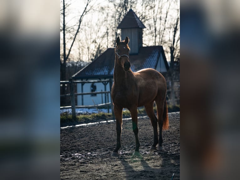 Austrian Warmblood Gelding 3 years 16,1 hh Brown in Bad Schwanberg