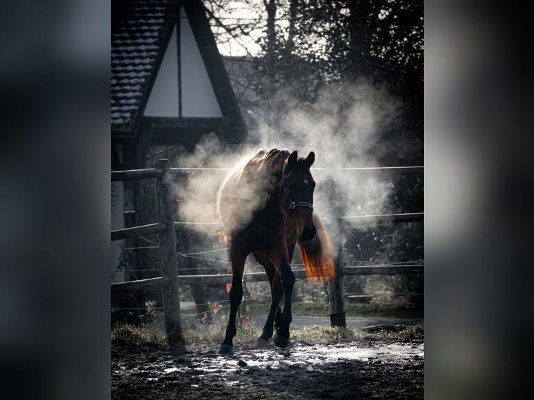 Austrian Warmblood Gelding 3 years 16,1 hh Brown in Bad Schwanberg