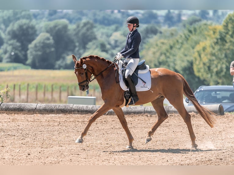 Austrian Warmblood Gelding 3 years 16,1 hh Chestnut-Red in Gleisdorf