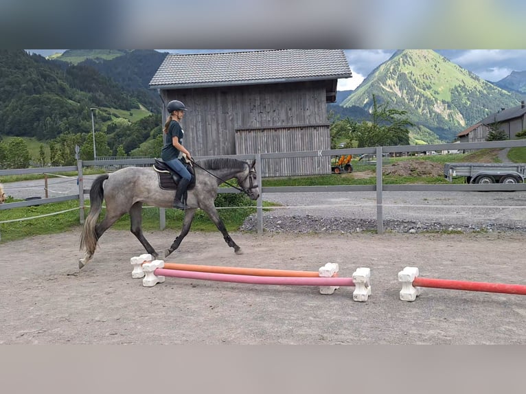 Austrian Warmblood Gelding 3 years 16.2 hh Grey-Dapple in AU