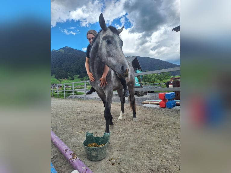 Austrian Warmblood Gelding 3 years 16.2 hh Grey-Dapple in AU