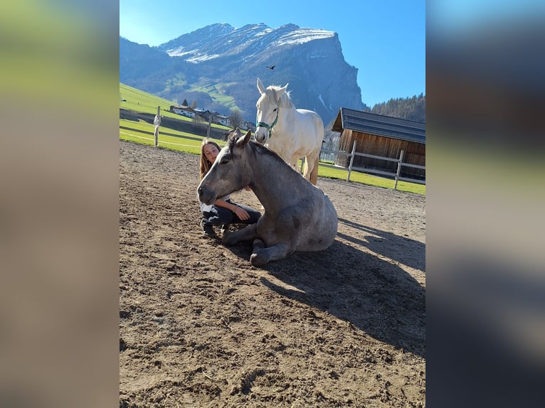 Austrian Warmblood Gelding 3 years 16.2 hh Grey-Dapple in AU