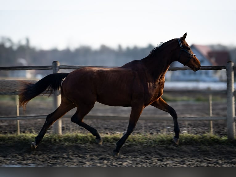 Austrian Warmblood Gelding 3 years 16 hh Brown in Trag