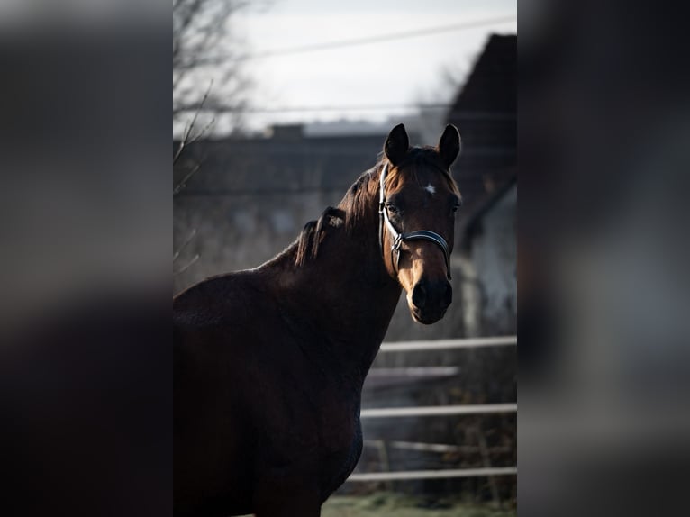 Austrian Warmblood Gelding 3 years 16 hh Brown in Trag