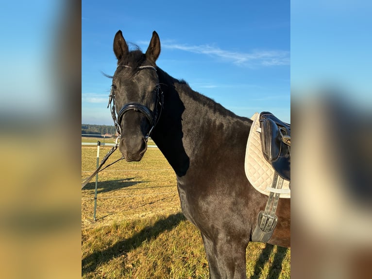 Austrian Warmblood Gelding 3 years 16 hh in Sallingberg