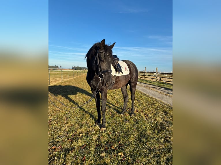 Austrian Warmblood Gelding 3 years 16 hh in Sallingberg