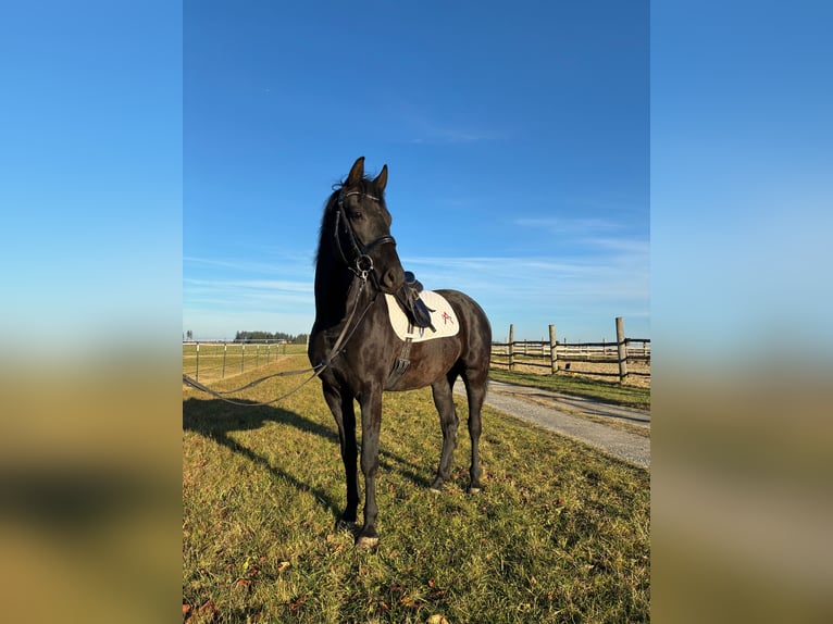 Austrian Warmblood Gelding 3 years 16 hh in Sallingberg