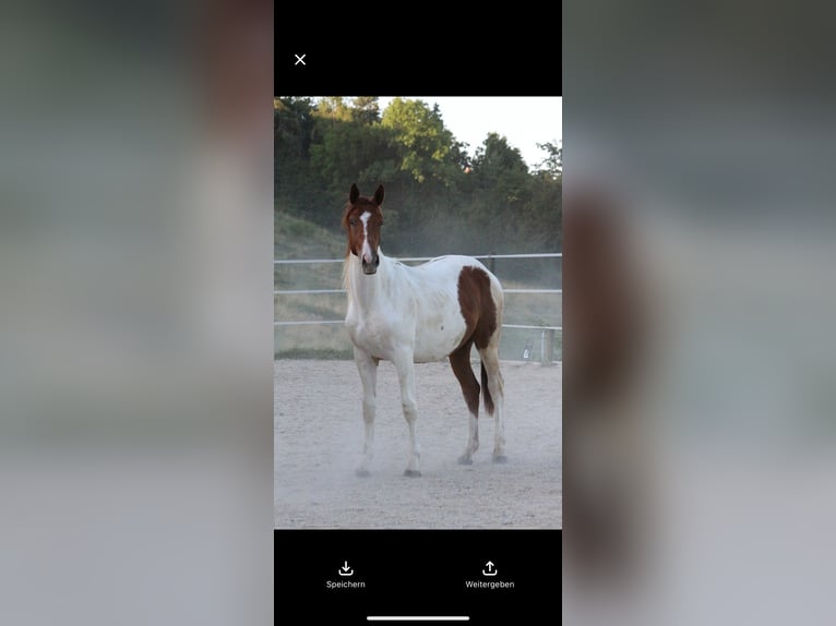 Austrian Warmblood Gelding 3 years 16 hh Pinto in Urscha