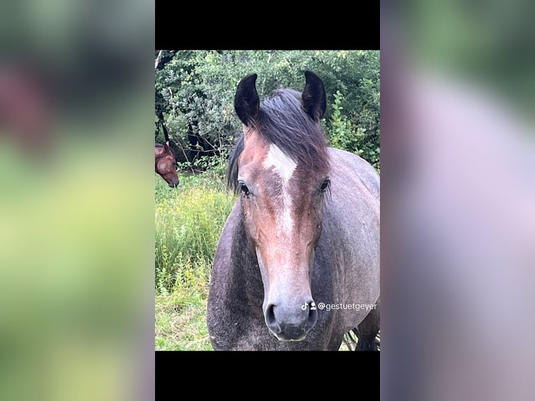 Austrian Warmblood Gelding 3 years 16,1 hh Grey in Heiligenkreuz