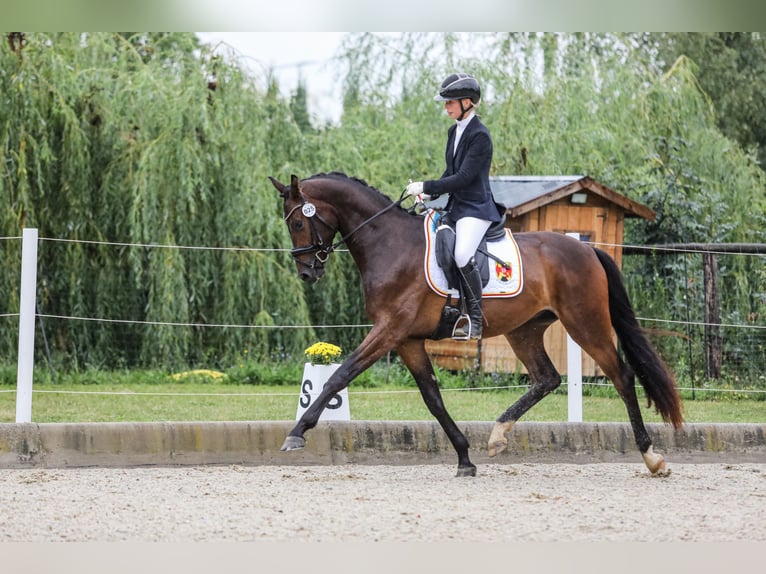 Austrian Warmblood Gelding 3 years 16,2 hh Bay-Dark in Rudersdorf Austrian Warmblood Gelding 3 years 16,2 hh Bay-Dark in Rudersdorf