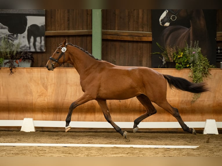 Austrian Warmblood Gelding 3 years 16,2 hh Brown in Niklasdorf