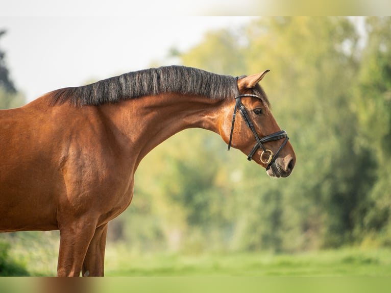 Austrian Warmblood Gelding 3 years 16,2 hh Brown in Niklasdorf
