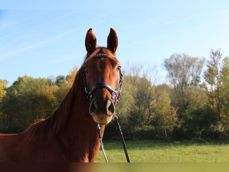 Austrian Warmblood Gelding 3 years 16,2 hh Chestnut-Red in Amstetten