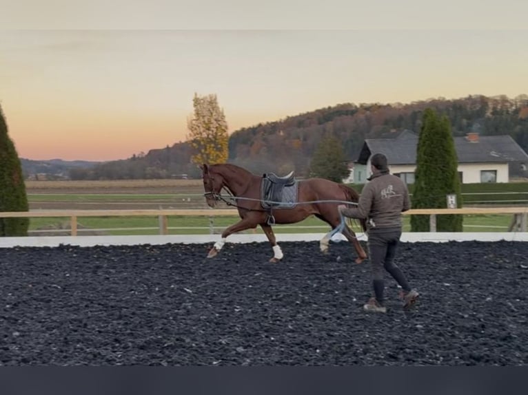 Austrian Warmblood Gelding 3 years 17 hh Chestnut-Red in St Marein bei Graz