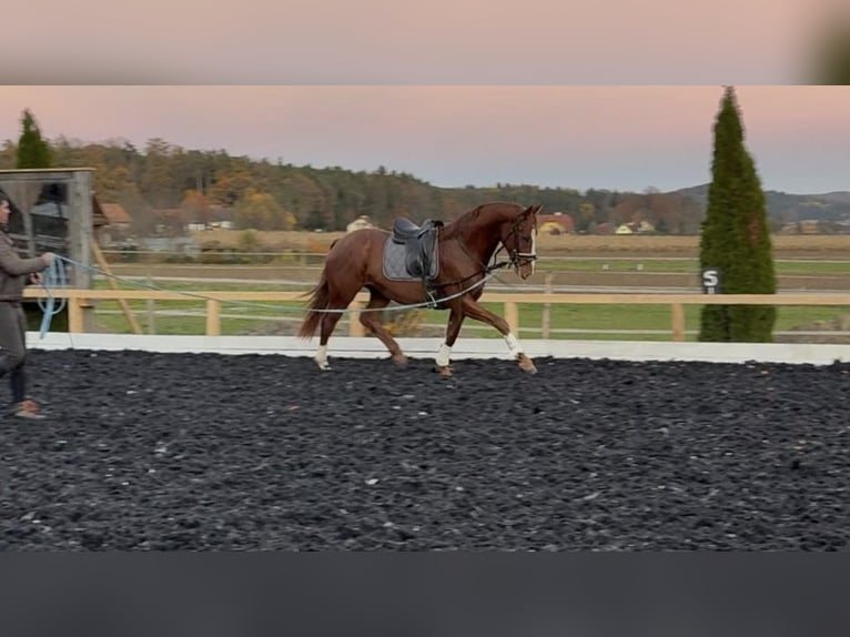 Austrian Warmblood Gelding 3 years 17 hh Chestnut-Red in St Marein bei Graz