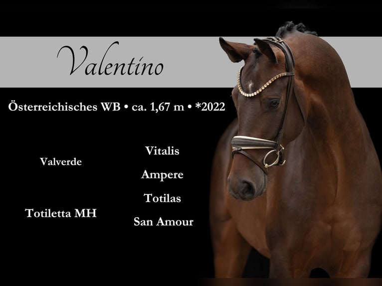 Austrian Warmblood Gelding 3 years Bay-Dark in Wehringen