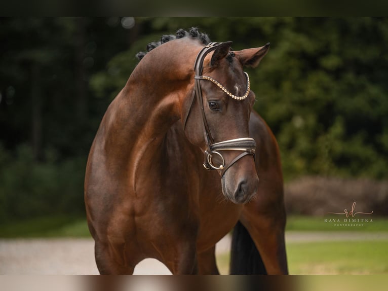 Austrian Warmblood Gelding 3 years Bay-Dark in Wehringen