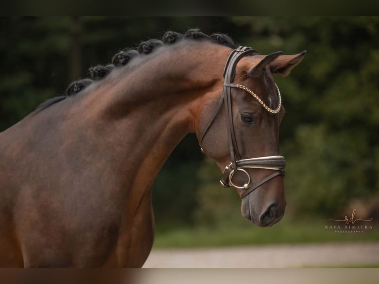 Austrian Warmblood Gelding 3 years Bay-Dark in Wehringen