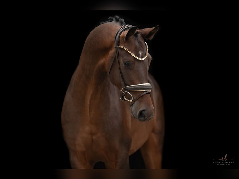 Austrian Warmblood Gelding 3 years Bay-Dark in Wehringen