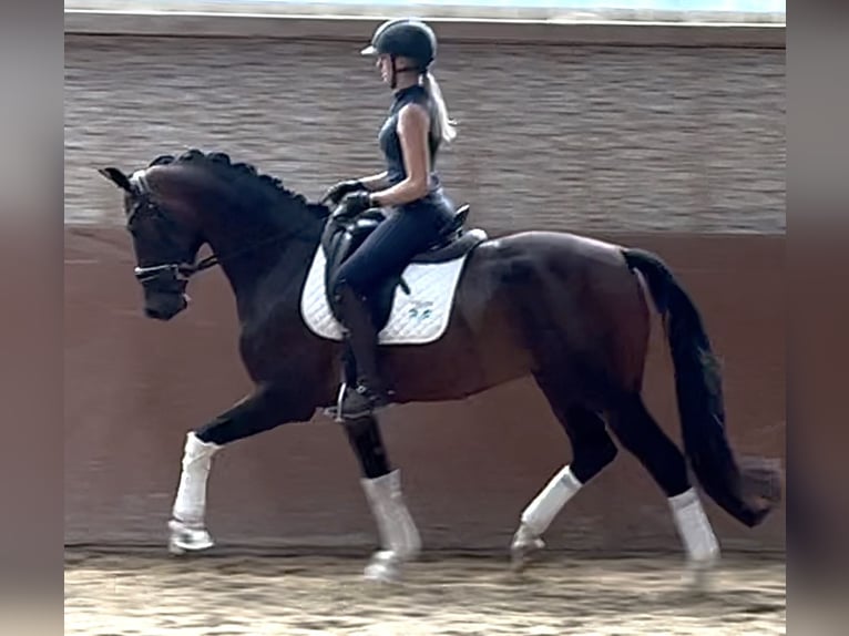 Austrian Warmblood Gelding 3 years Bay-Dark in Wehringen