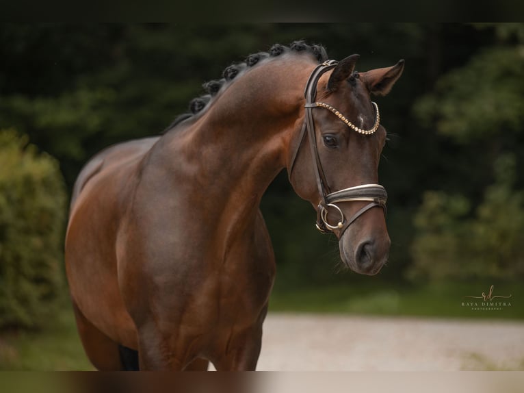 Austrian Warmblood Gelding 3 years Bay-Dark in Wehringen