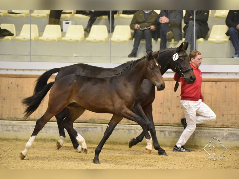 Austrian Warmblood Gelding 3 years Brown in Desselbrunn