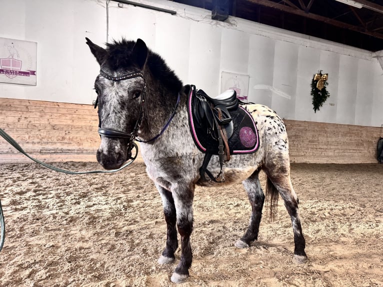 Austrian Warmblood Gelding 4 years 11,2 hh Leopard-Piebald in Perchtoldsdorf