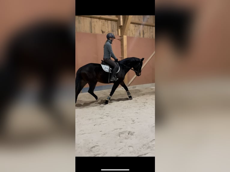 Austrian Warmblood Gelding 4 years 15,3 hh Brown in Lochen