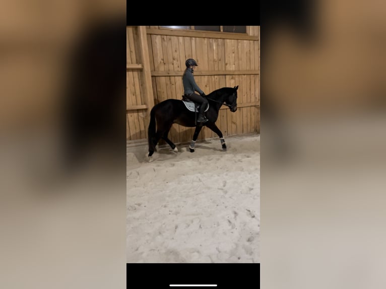 Austrian Warmblood Gelding 4 years 15,3 hh Brown in Lochen