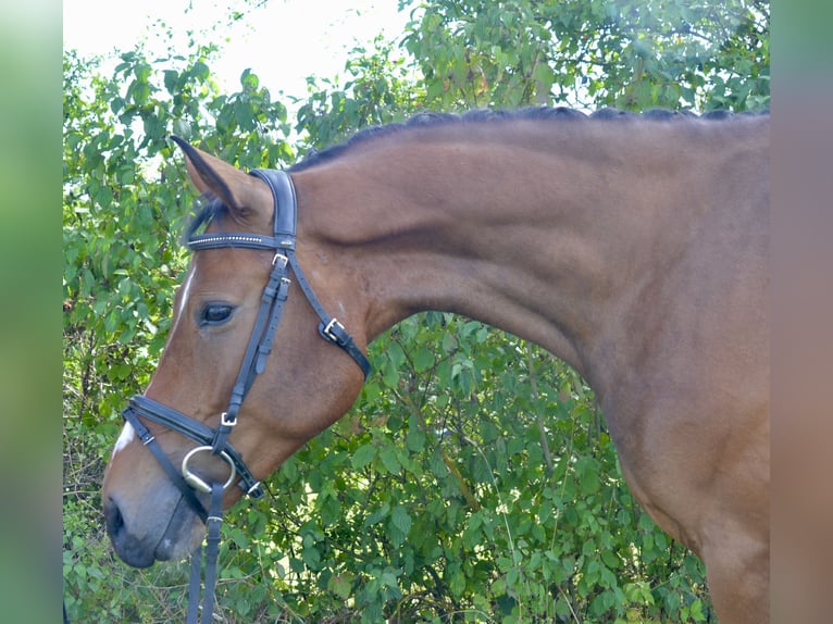 Austrian Warmblood Gelding 4 years 15 hh Brown in W&#xFC;rzburg
