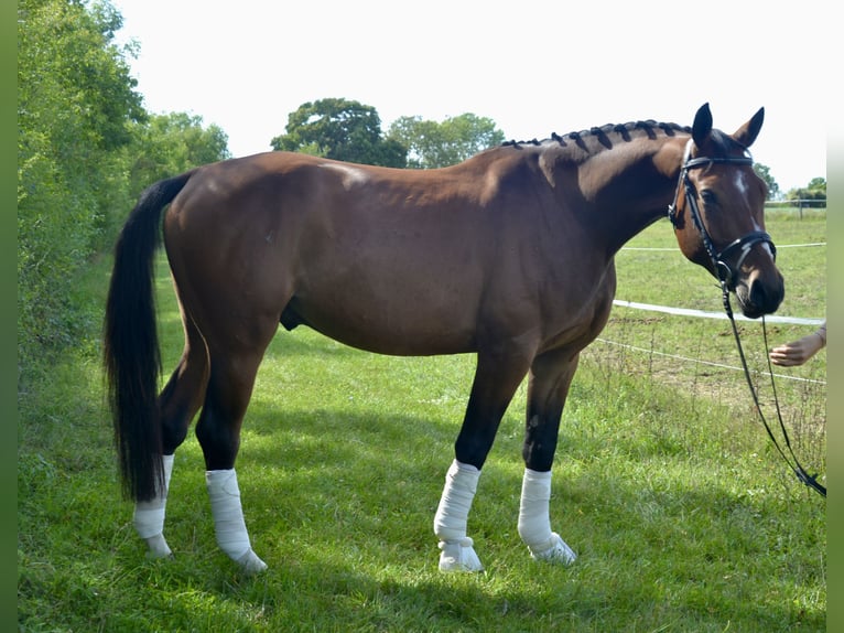 Austrian Warmblood Gelding 4 years 15 hh Brown in W&#xFC;rzburg