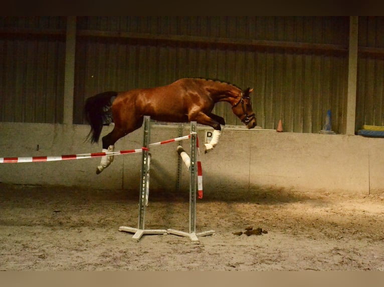 Austrian Warmblood Gelding 4 years 15 hh Brown in W&#xFC;rzburg