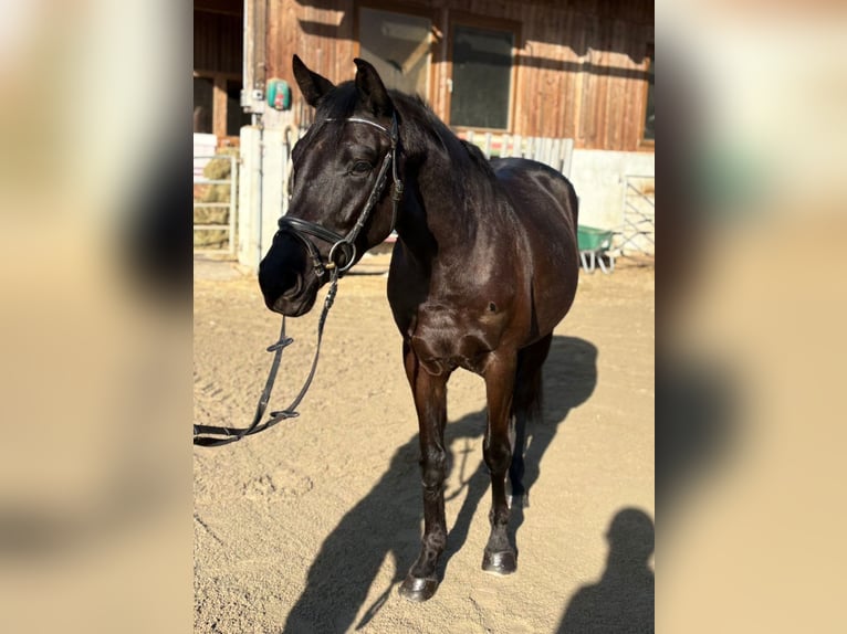 Austrian Warmblood Gelding 4 years 15,2 hh Black in Gummern