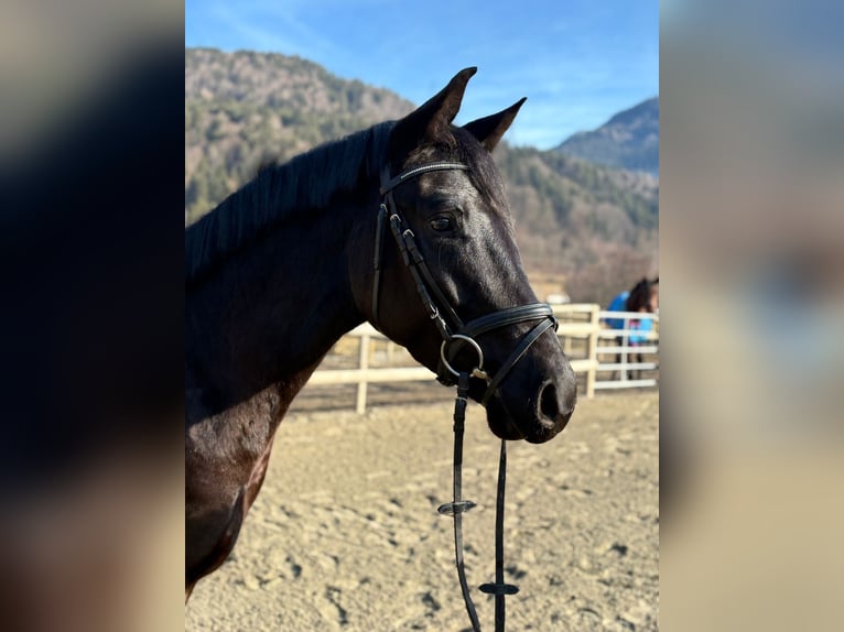 Austrian Warmblood Gelding 4 years 15,2 hh Black in Gummern