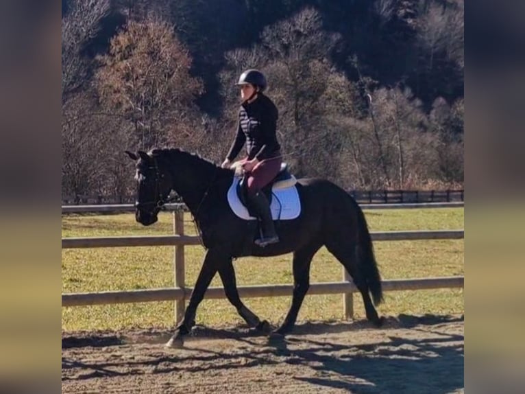 Austrian Warmblood Gelding 4 years 15,2 hh Black in Gummern