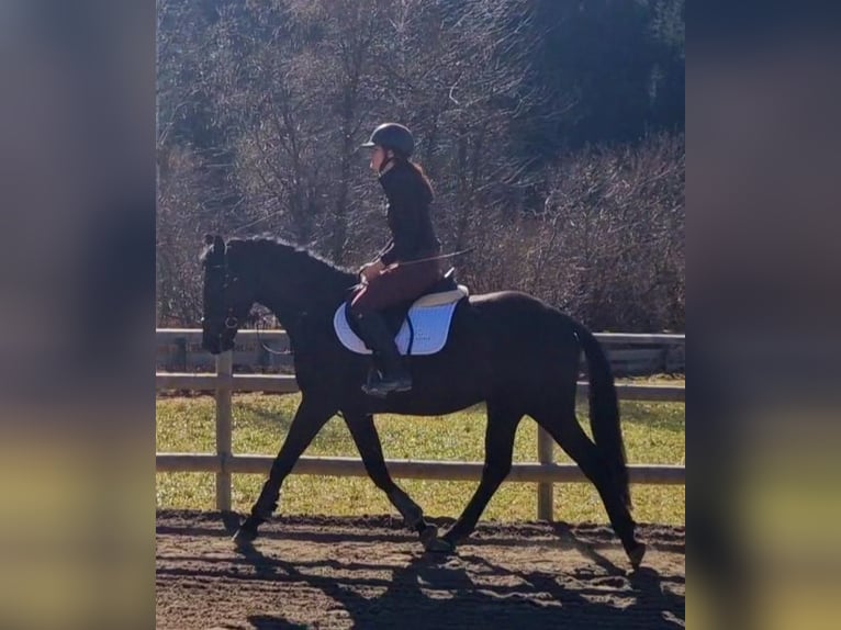 Austrian Warmblood Gelding 4 years 15,2 hh Black in Gummern