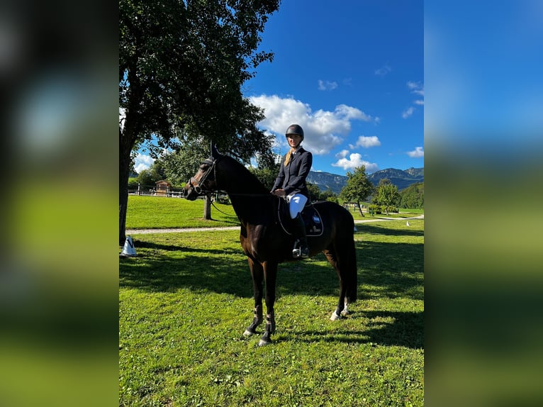 Austrian Warmblood Gelding 4 years 15,3 hh Brown in Lochen