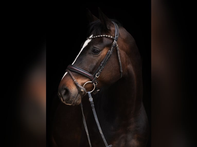 Austrian Warmblood Gelding 4 years 16,1 hh Brown in Karnabrunn