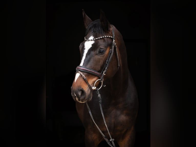 Austrian Warmblood Gelding 4 years 16,1 hh Brown in Karnabrunn