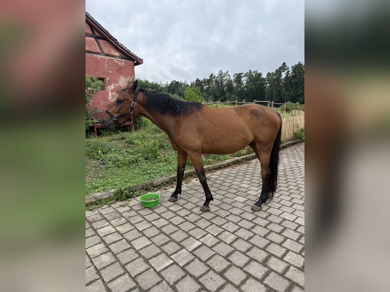 Austrian Warmblood Gelding 4 years 16.1 hh Brown in Spalt