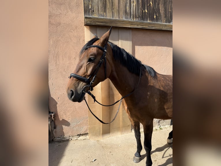 Austrian Warmblood Gelding 4 years 16.1 hh Brown in Spalt