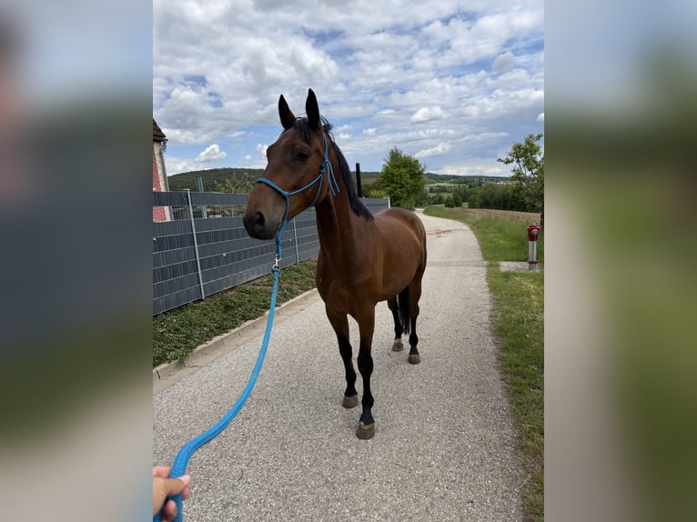 Austrian Warmblood Gelding 4 years 16.1 hh Brown in Spalt