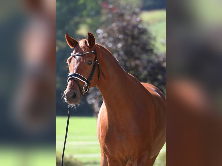 Austrian Warmblood Gelding 4 years 16,1 hh Chestnut-Red in St Marein bei Graz