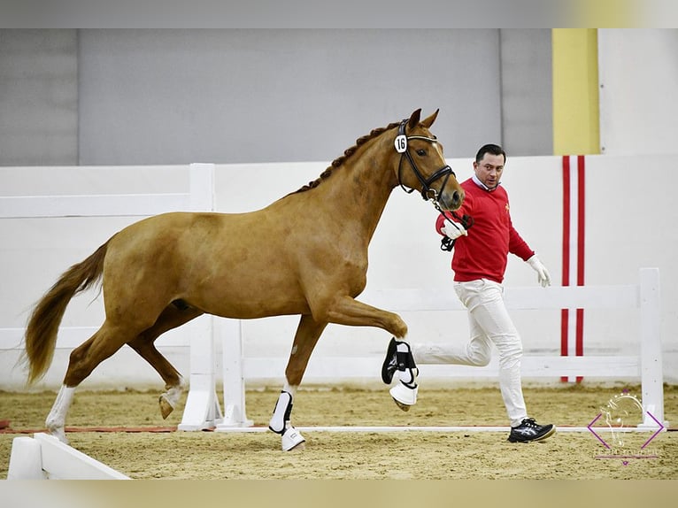 Austrian Warmblood Gelding 4 years 16,1 hh Chestnut-Red in St Marein bei Graz