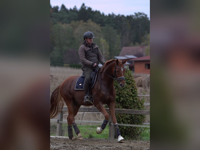 Austrian Warmblood Gelding 4 years 16,1 hh Chestnut-Red in St Marein bei Graz