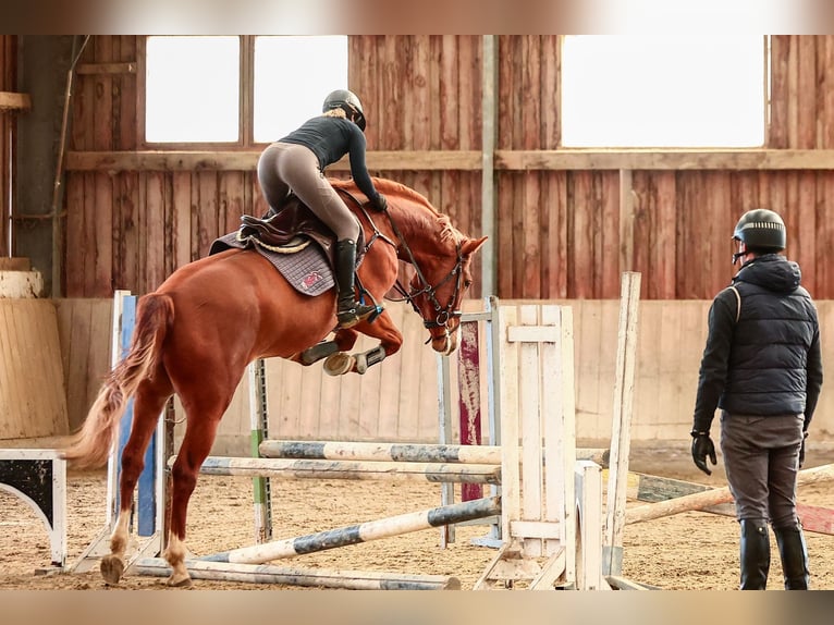 Austrian Warmblood Gelding 4 years 16.1 hh Chestnut-Red in Heiligenkreuz