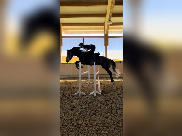 Austrian Warmblood Gelding 4 years 16.1 hh Grey in Pabneukirchen