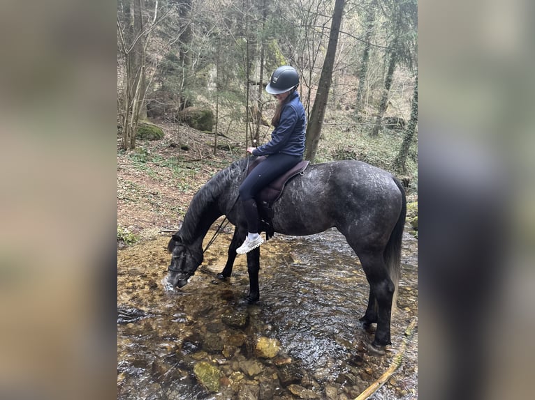 Austrian Warmblood Gelding 4 years 16.1 hh Grey in Pabneukirchen